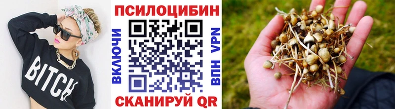 Купить где  Нязепетровск  Псилоцибиновые грибы Psilocybe 